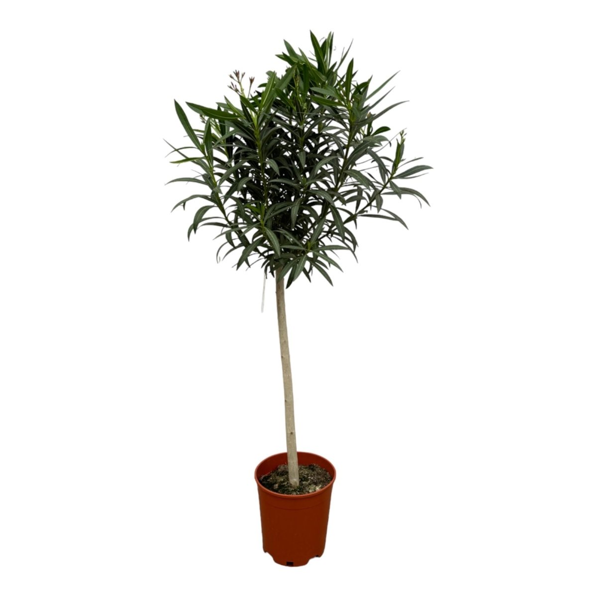 Nerium Oleander op stam met rode bloem - 190 cm - Ø31cm - Plant