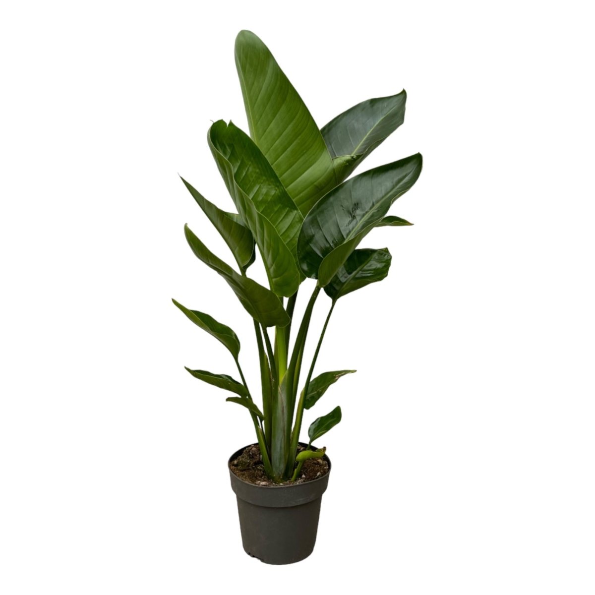 Strelitzia Nicolai - 90 cm - Ø19cm - Plant