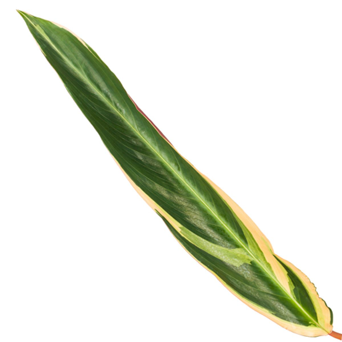 Calathea Triostar (Stromanthe) - 70 cm - Ø19cm