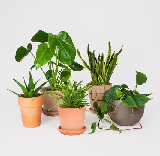 Planten zonder paniek: De makkelijkste kamerplanten voor beginners! - Effortless Living
