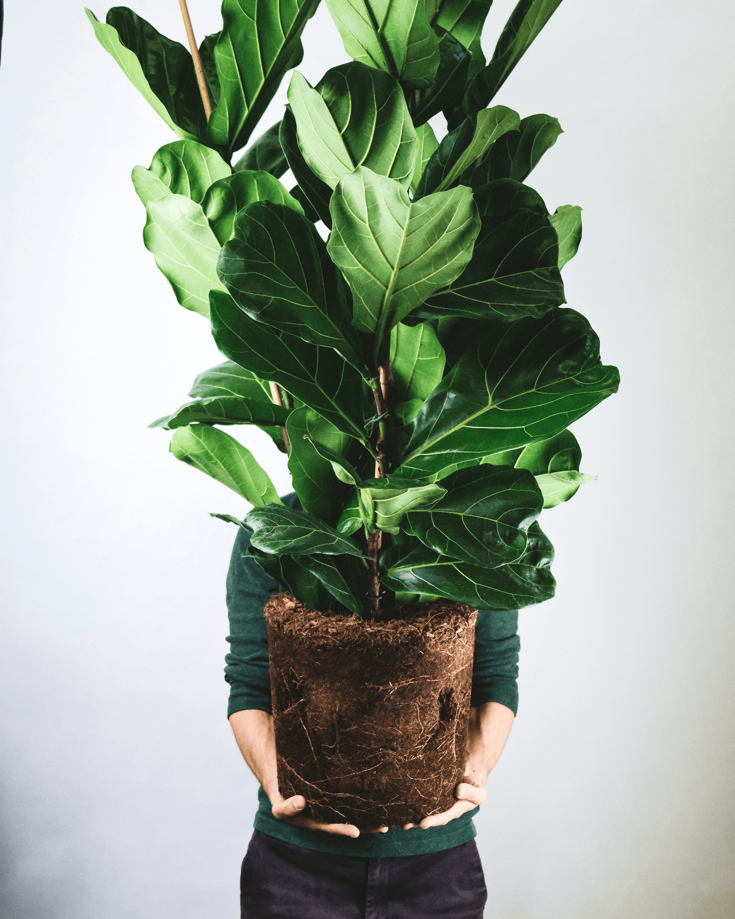 Grote planten - Effortless Living