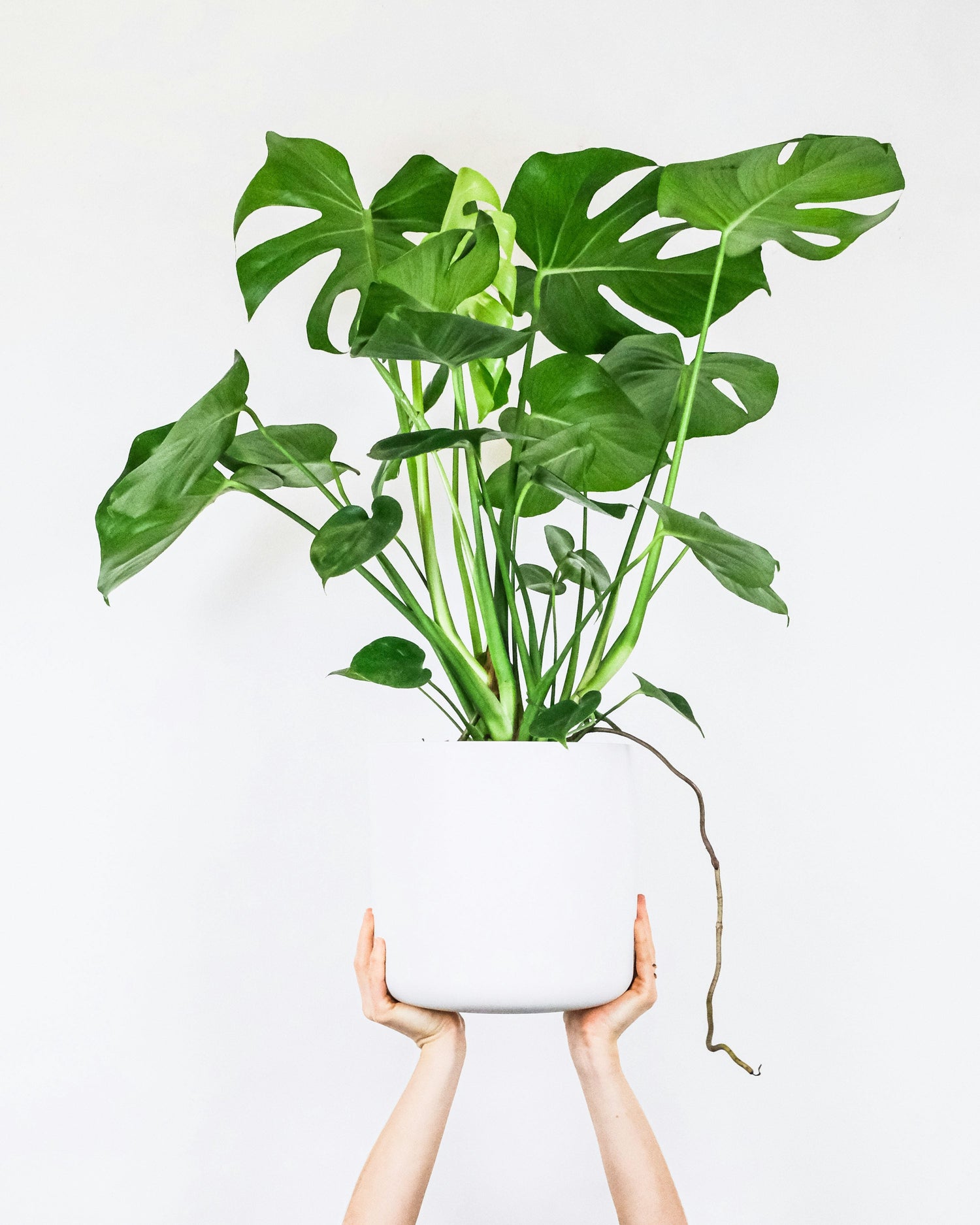 Kamerplanten - Effortless Living