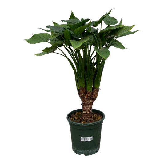 Alocasia Cucullatta stam - 120 cm - Ø26cm - Plant