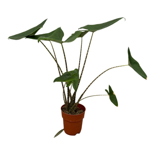 Alocasia Zebrina - 80 cm - Ø21cm - Plant