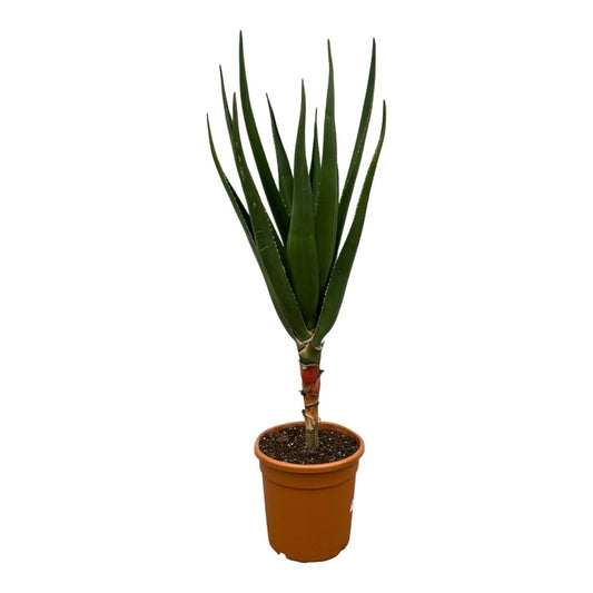 Aloë Barberae - 140 cm - Ø30cm - Plant