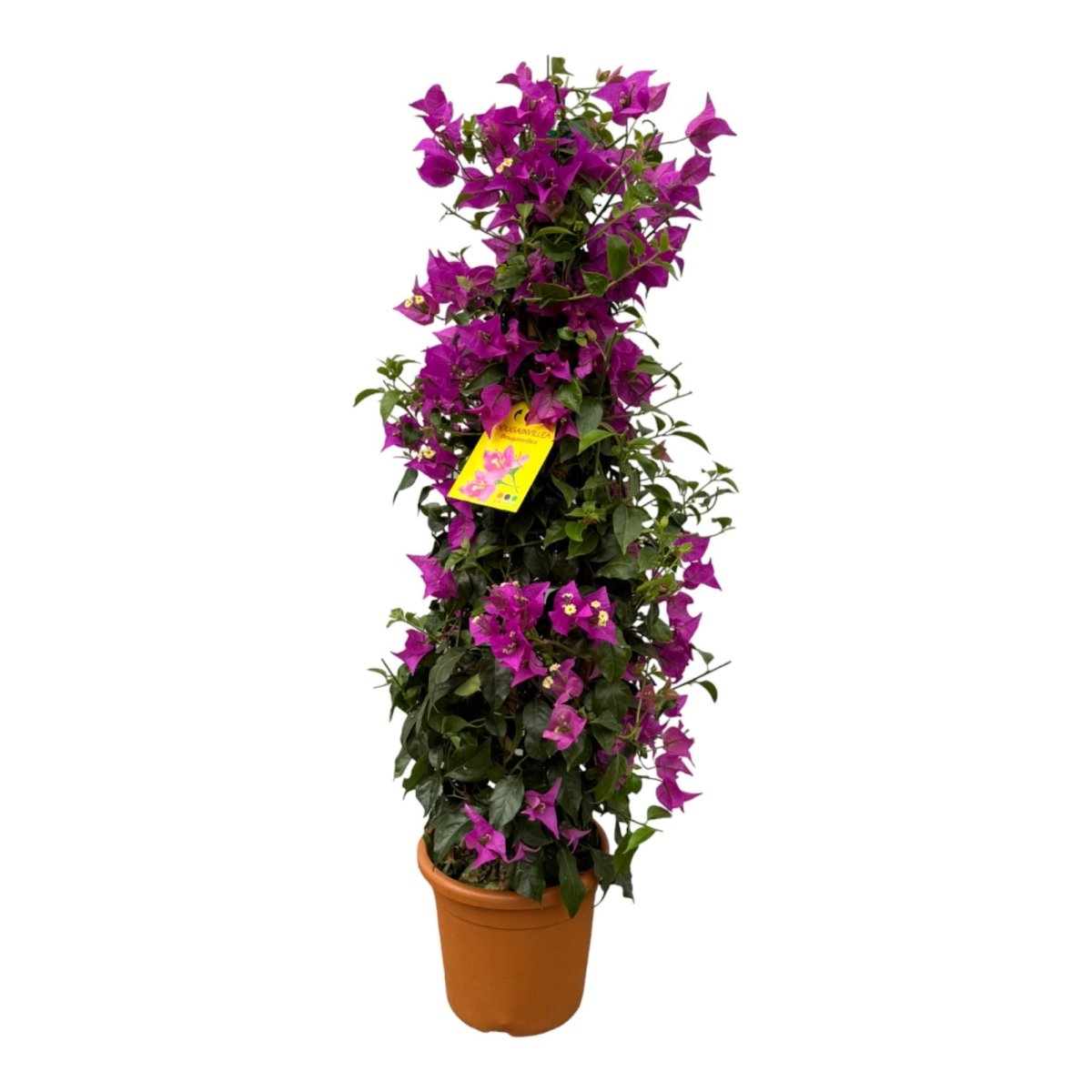 Bougainvillea pyramide - 90 cm - Ø21cm - Plant