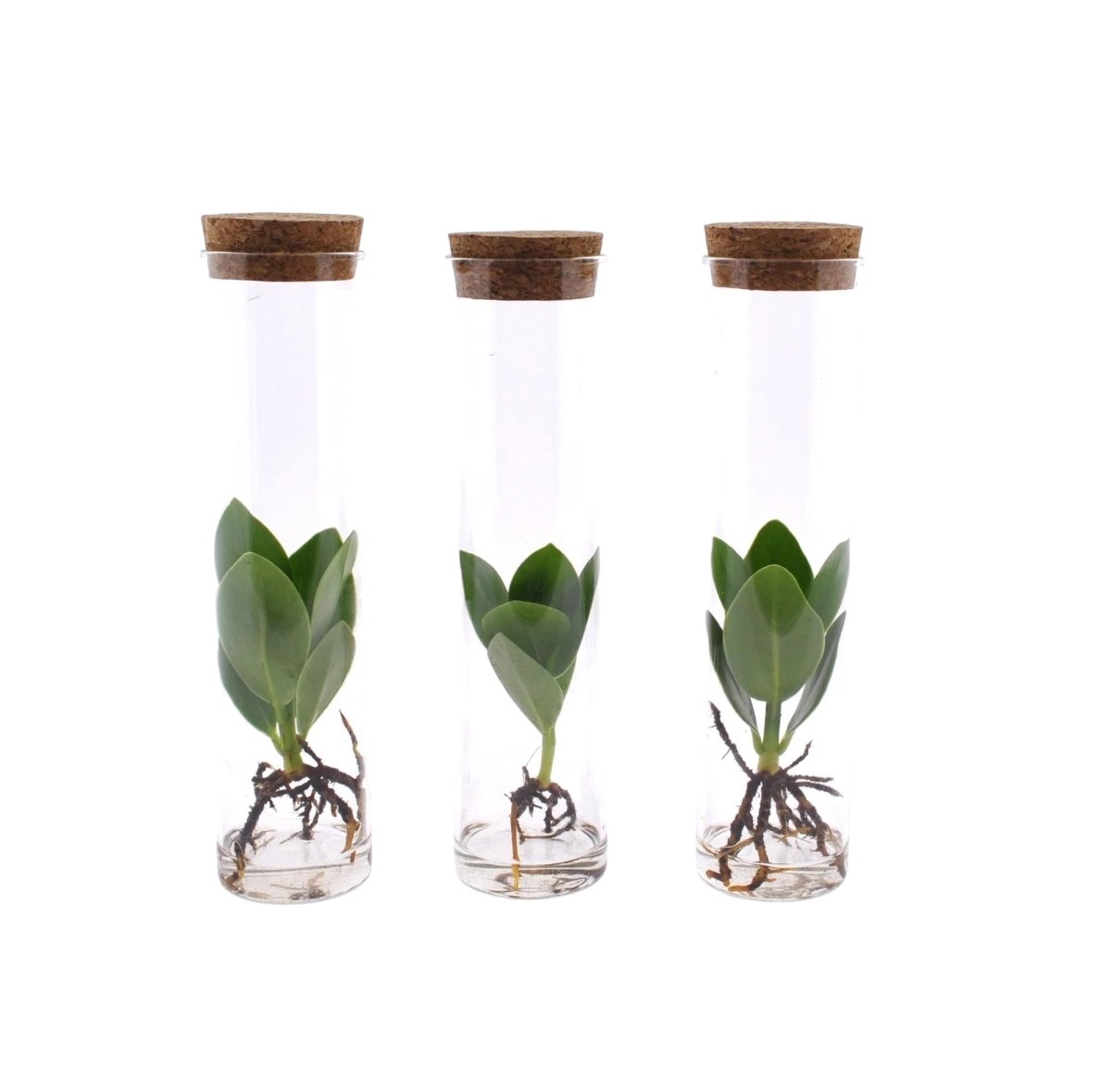 Clusia in Tube Glas - 3 stuks - Ø5cm - 15cm - Plant