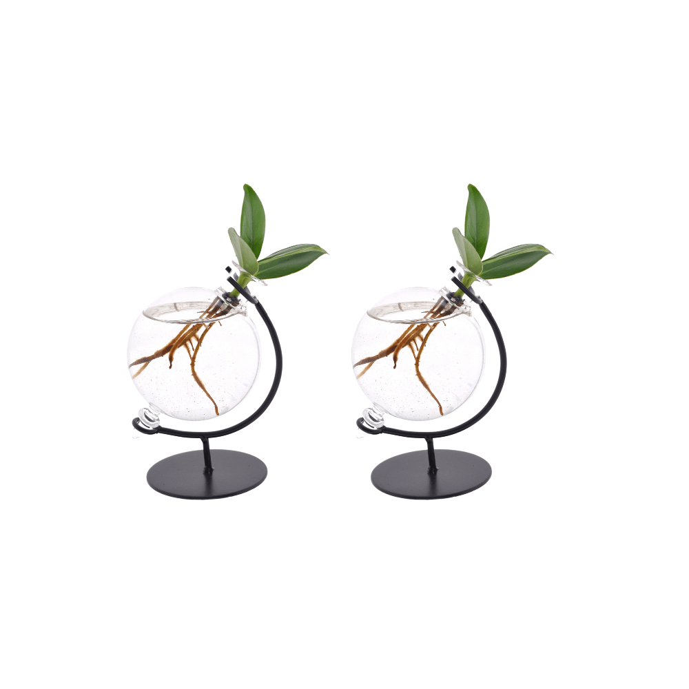 Clusia in Victoria Glas - 2 stuks - Ø5cm - 10cm - Plant