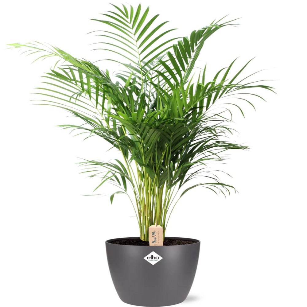 Dypsis Lutescens (Areca) - Ø24cm - 110cm + Pot Antraciet - Plant