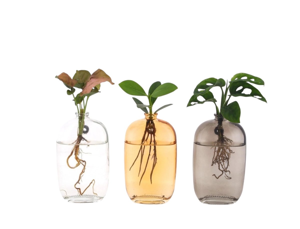 Kamerplanten Mix in Santiago Glas - 3 stuks - Ø7cm - 10cm - Plant