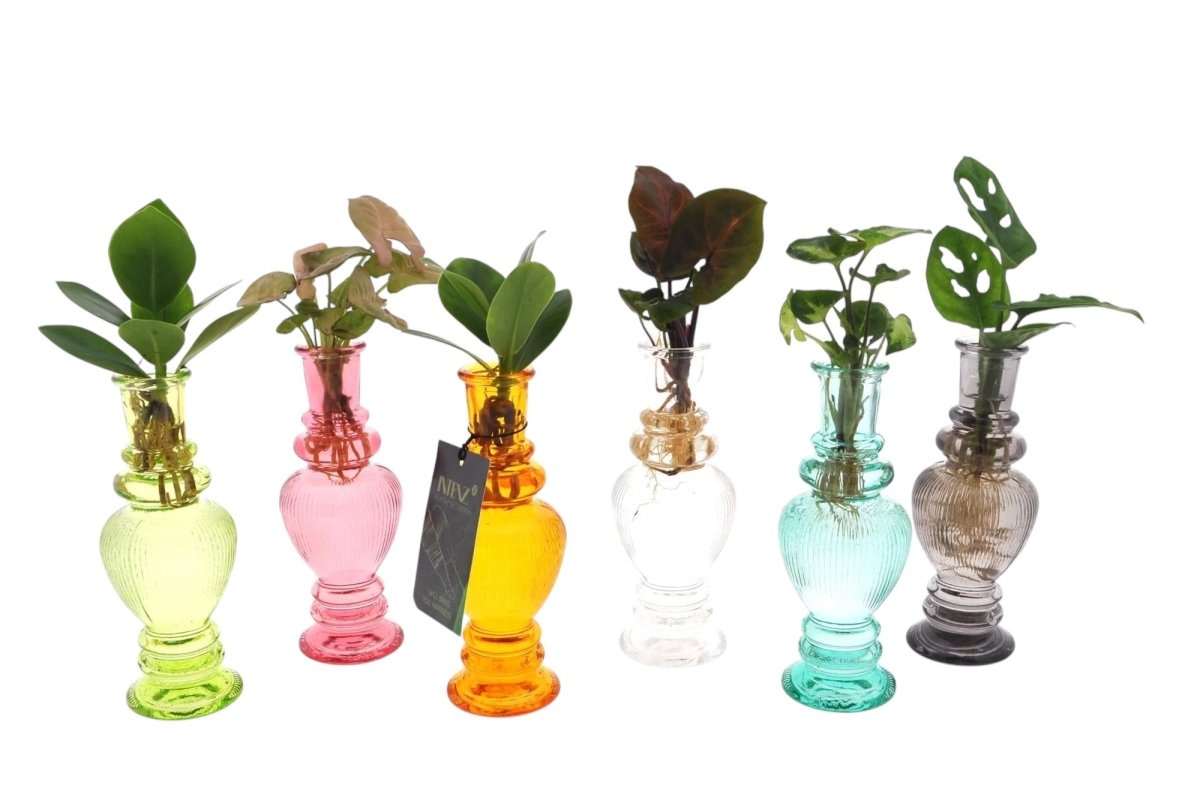 Kamerplanten Mix in Venice Glas - 6 stuks - Ø7cm - 20cm - Plant