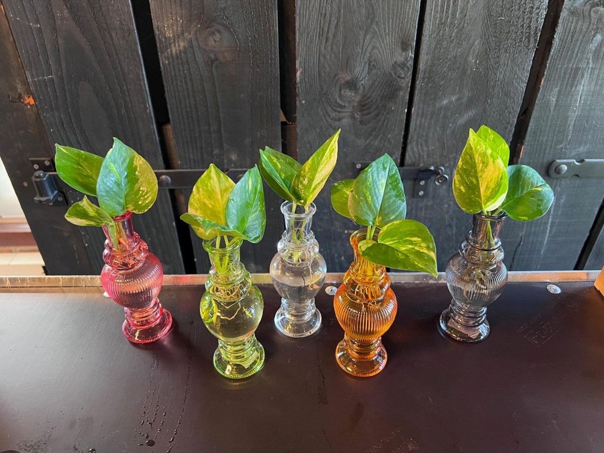 Kamerplanten Mix in Venice Glas - 6 stuks - Ø7cm - 20cm - Plant