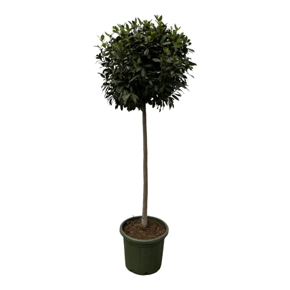 Laurus Nobulis stam - 200 cm - Ø45cm - Plant