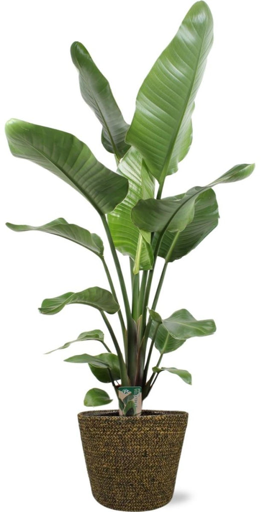 Strelitzia Nicolai - Ø21cm - 100cm + Selin Pot D22x19cm - Zwart - Plant