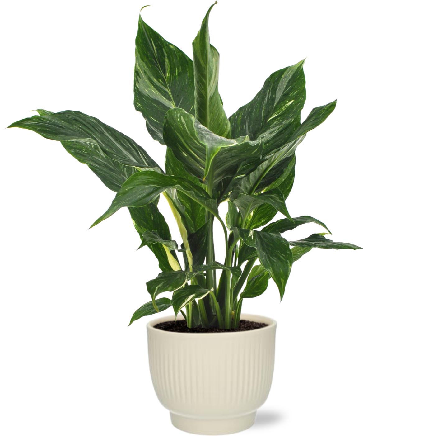 Spathiphyllum Diamond - Ø12cm - 40cm + Pot Potenza Rib D13x11cm - Blanc