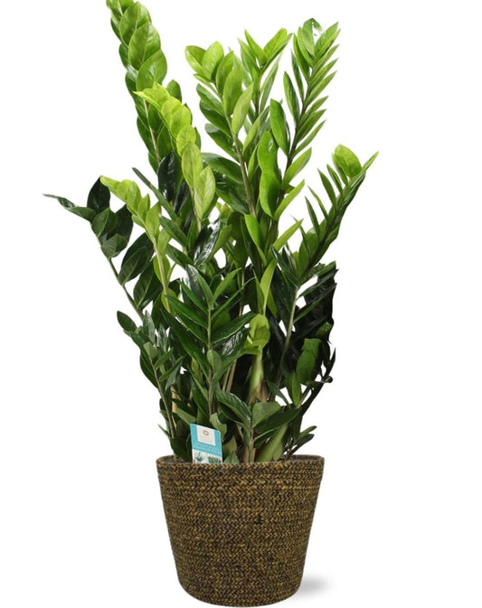 Zamioculcas Zamiifolia - Ø21cm - 95cm + Selin Pot D22x19cm - Zwart - Plant